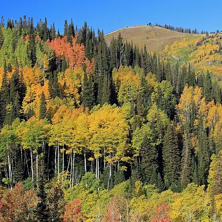Raintree'S The Miners Club Park City-2